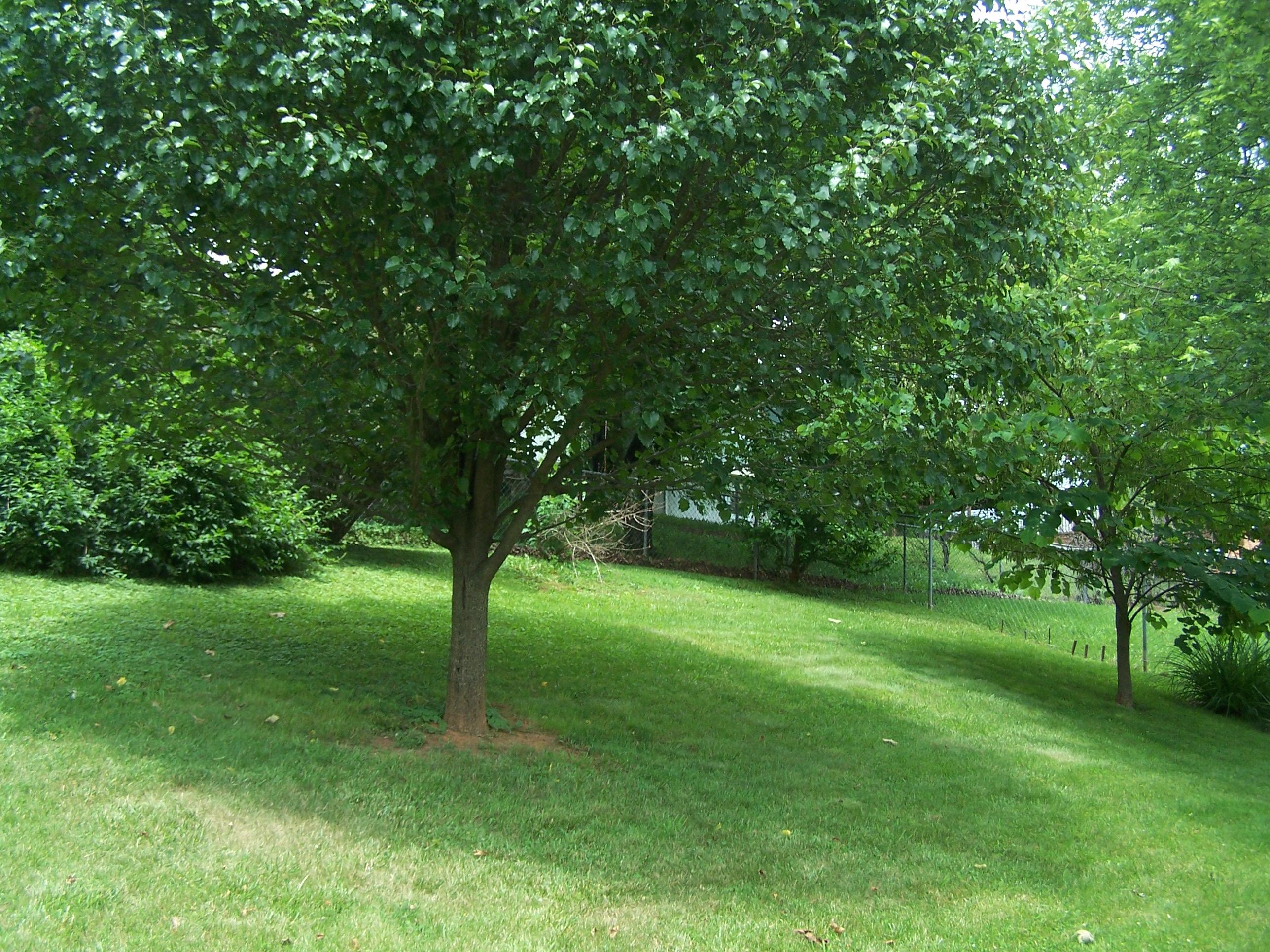 5341 Starkey Road Roanoke, VA 24018 - Photo 38 of 39 Fenced Back Yard