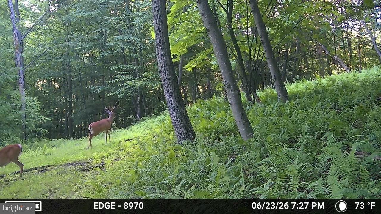 0 Carlisle Gap Road Lewistown, PA 17044 - Photo 6 of 53