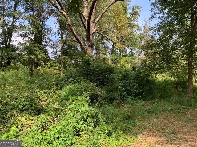 a view of a lush green forest