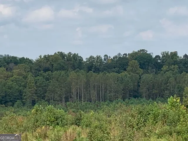 a view of a lush green forest with large trees