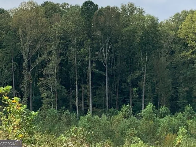 a view of a forest from a forest