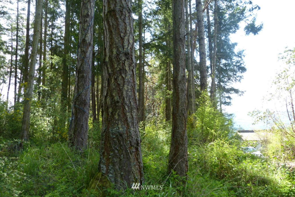 5321 Cape George Road Port Townsend, WA 98368 - Photo 23 of 25 Gallery Image 23