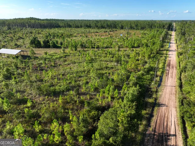 a view of a lush green forest with large trees
