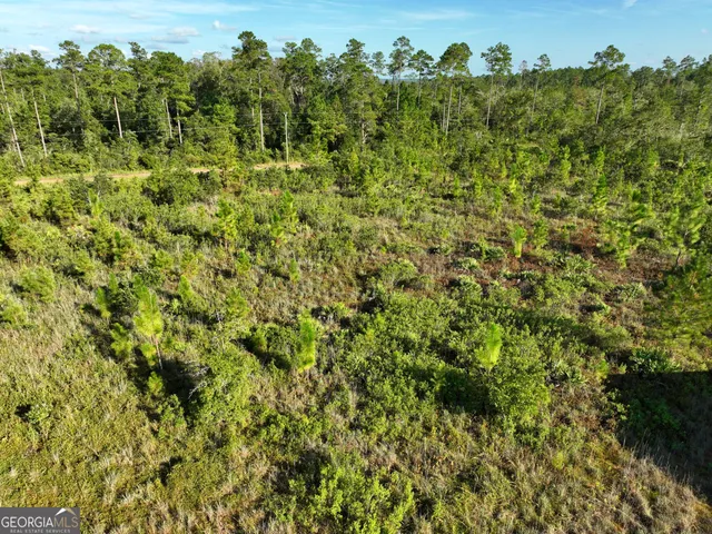 a view of a big yard with plants and large trees