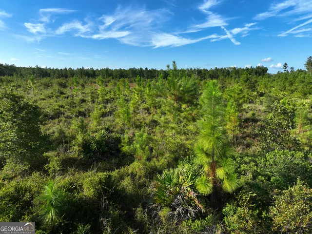 a view of a lush green forest with a tree