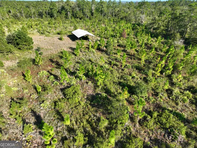 a view of a lush green forest