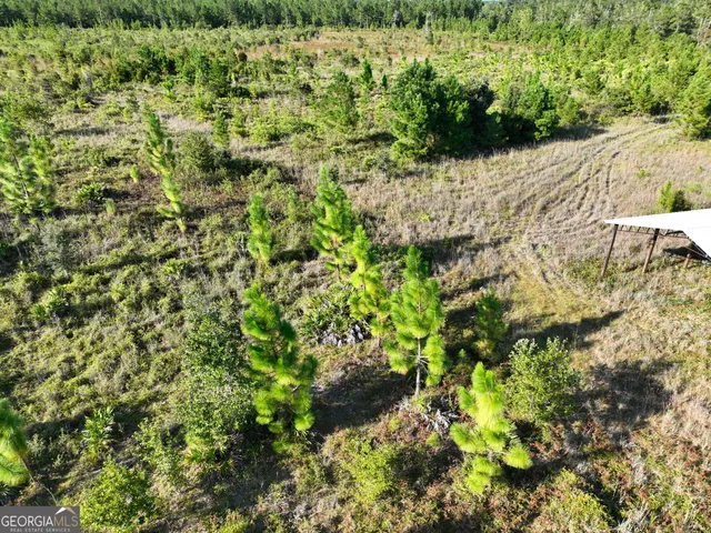 a view of a big yard with plants and large trees