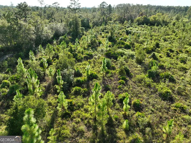 a close up of a plant