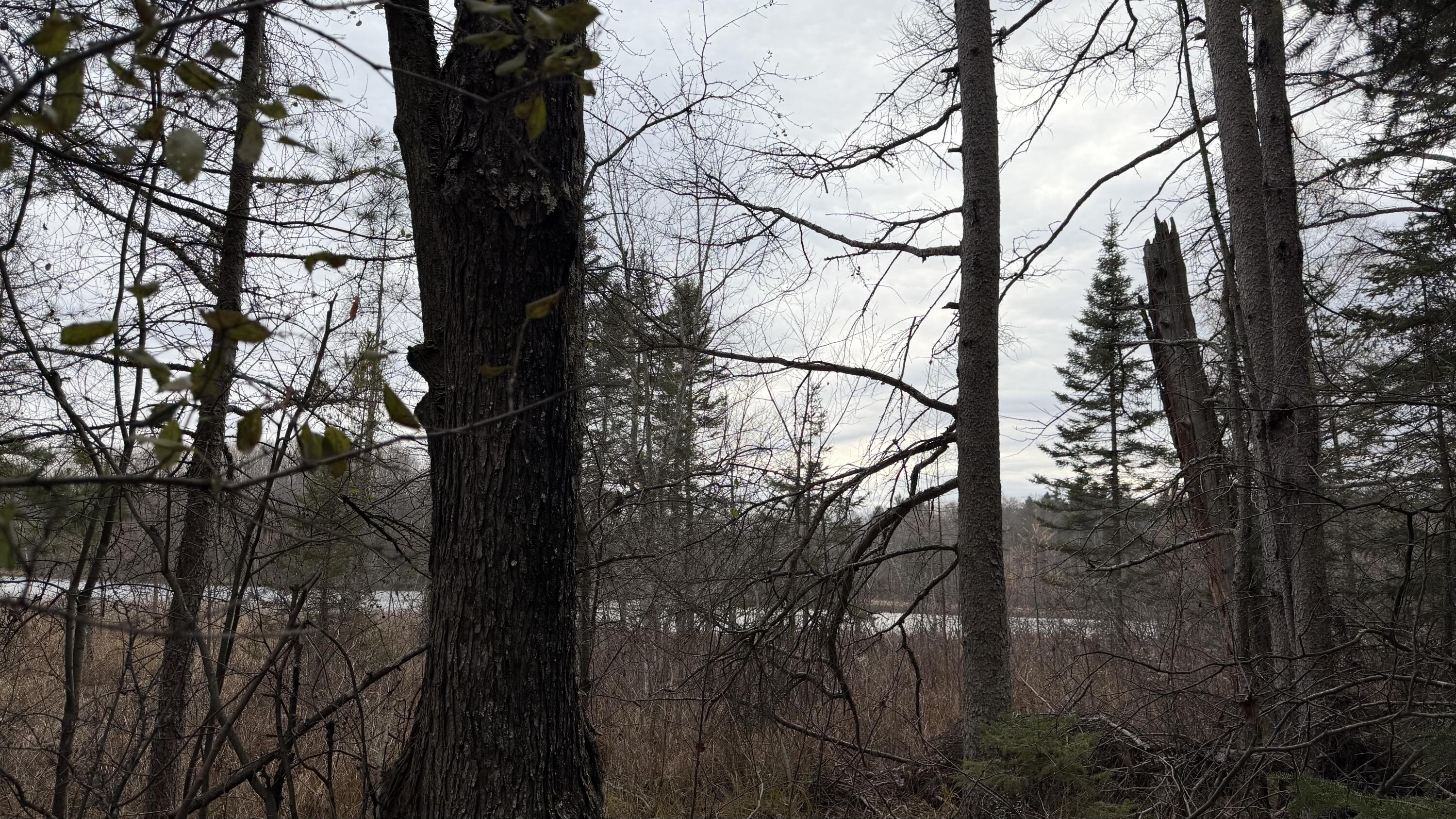 11 Boat Landing 11 Road Athelstane, WI 54104 - Photo 15 of 15 IMG_0221