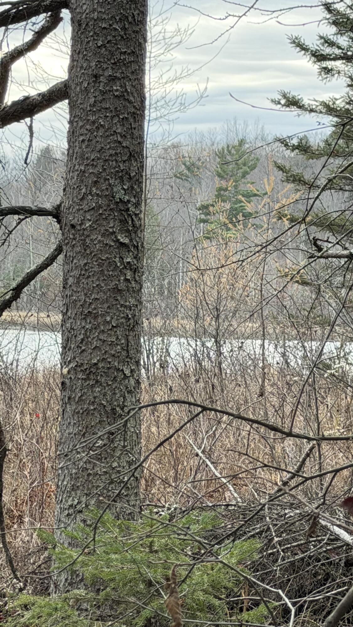 11 Boat Landing 11 Road Athelstane, WI 54104 - Photo 5 of 15 IMG_0220