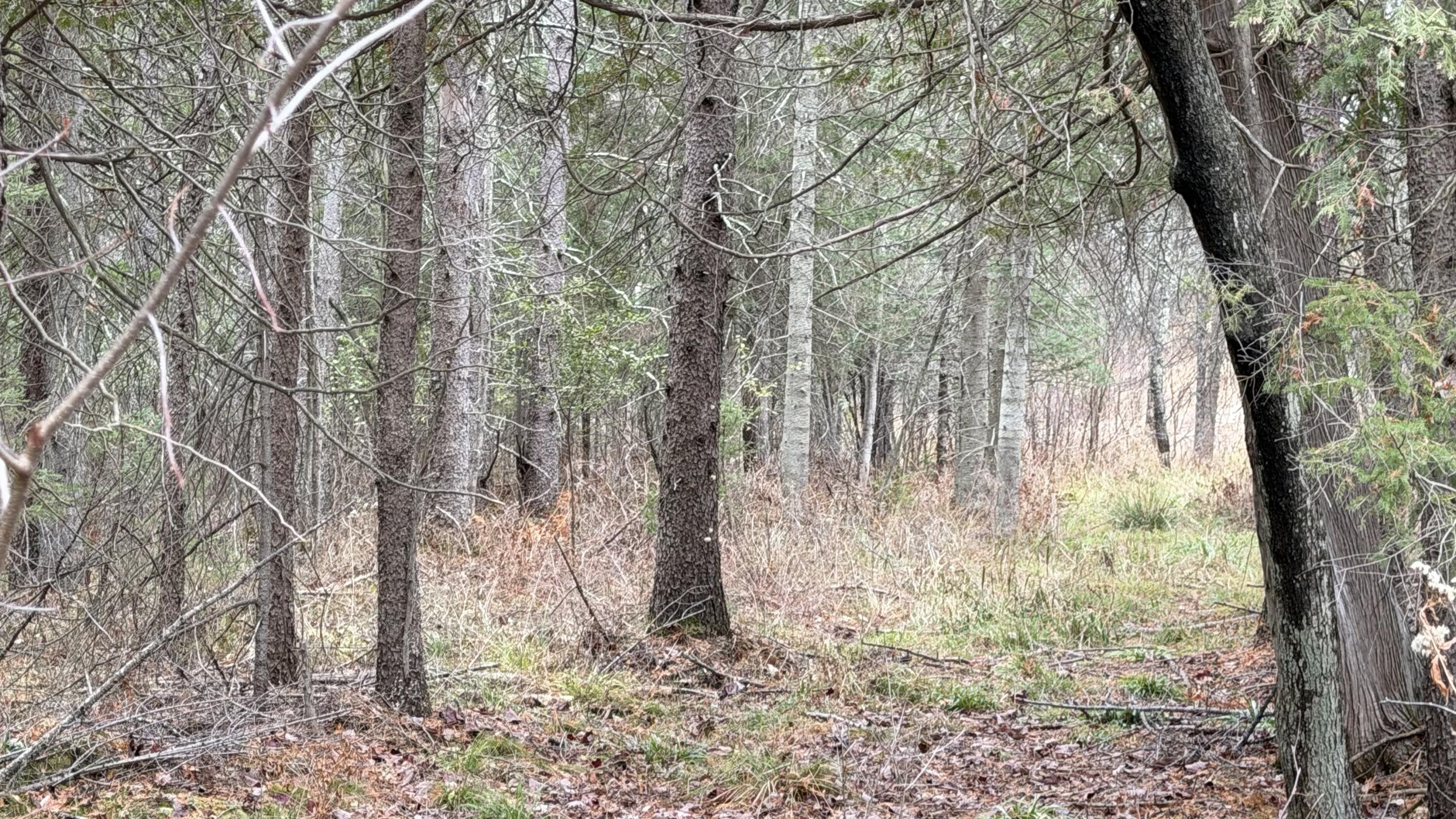 11 Boat Landing 11 Road Athelstane, WI 54104 - Photo 8 of 15 IMG_0223