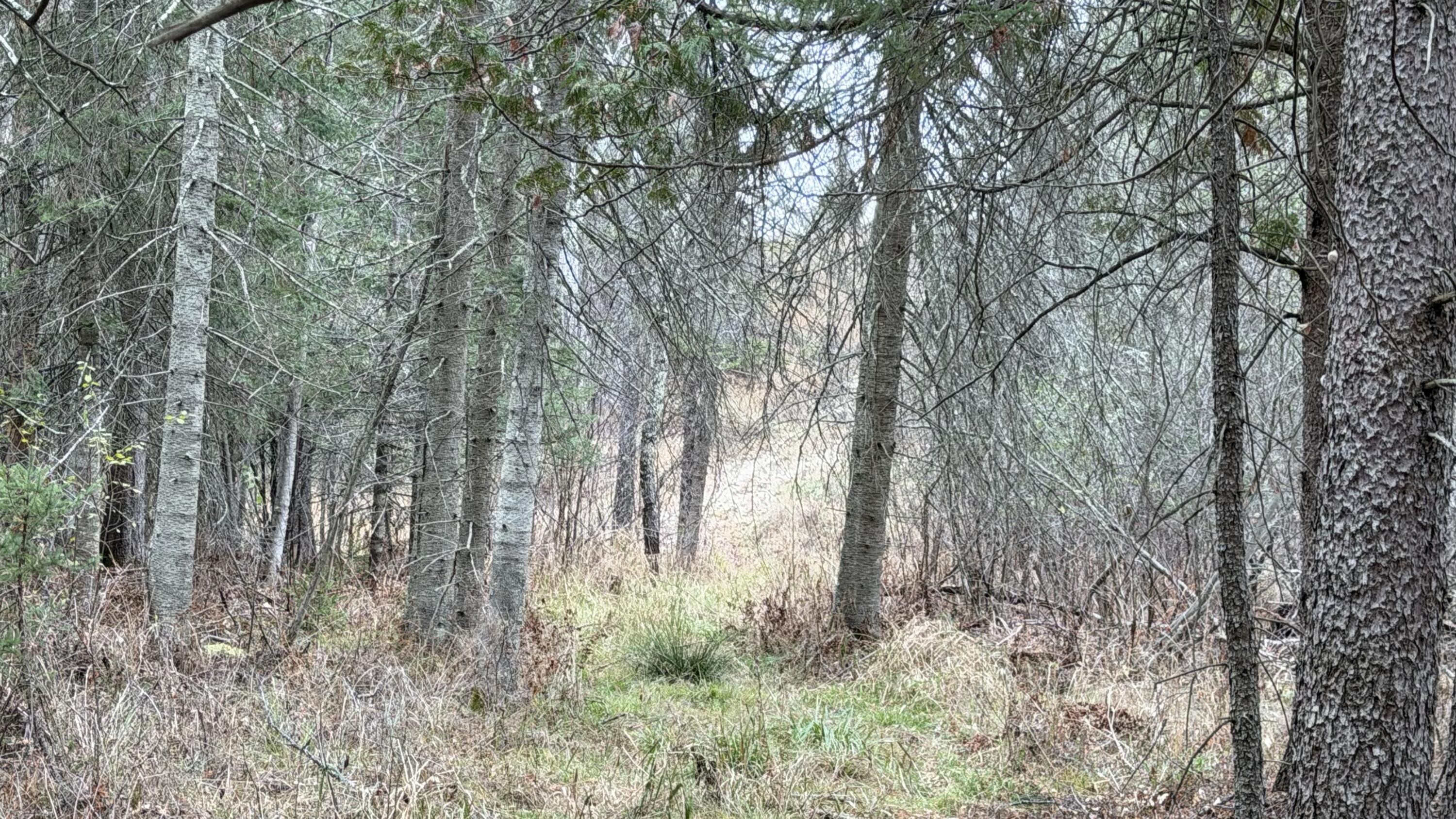 11 Boat Landing 11 Road Athelstane, WI 54104 - Photo 9 of 15 IMG_0224