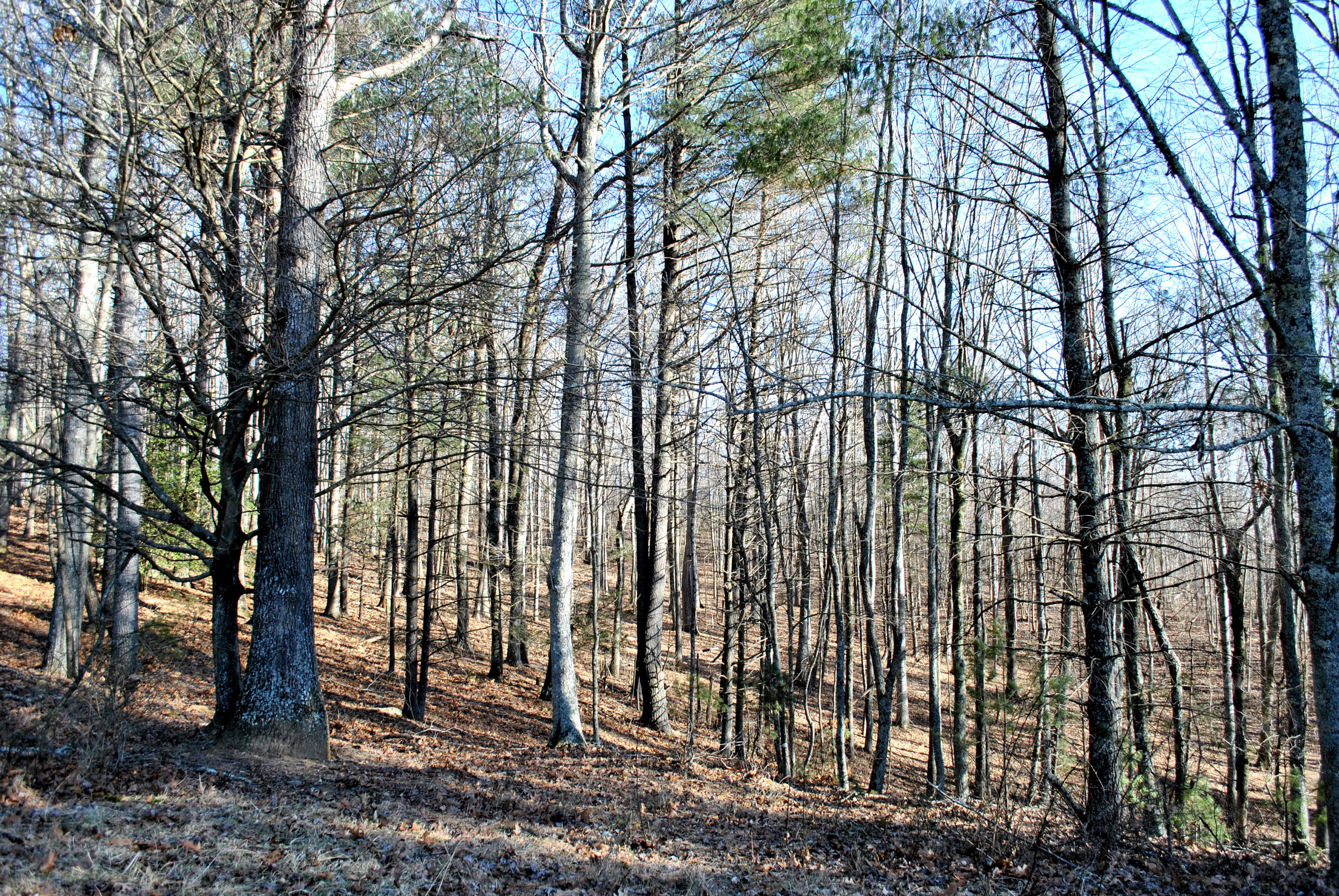 0 Hunters Ridge Road Dugspur, VA 24325 - Photo 36 of 68 DSC_0670