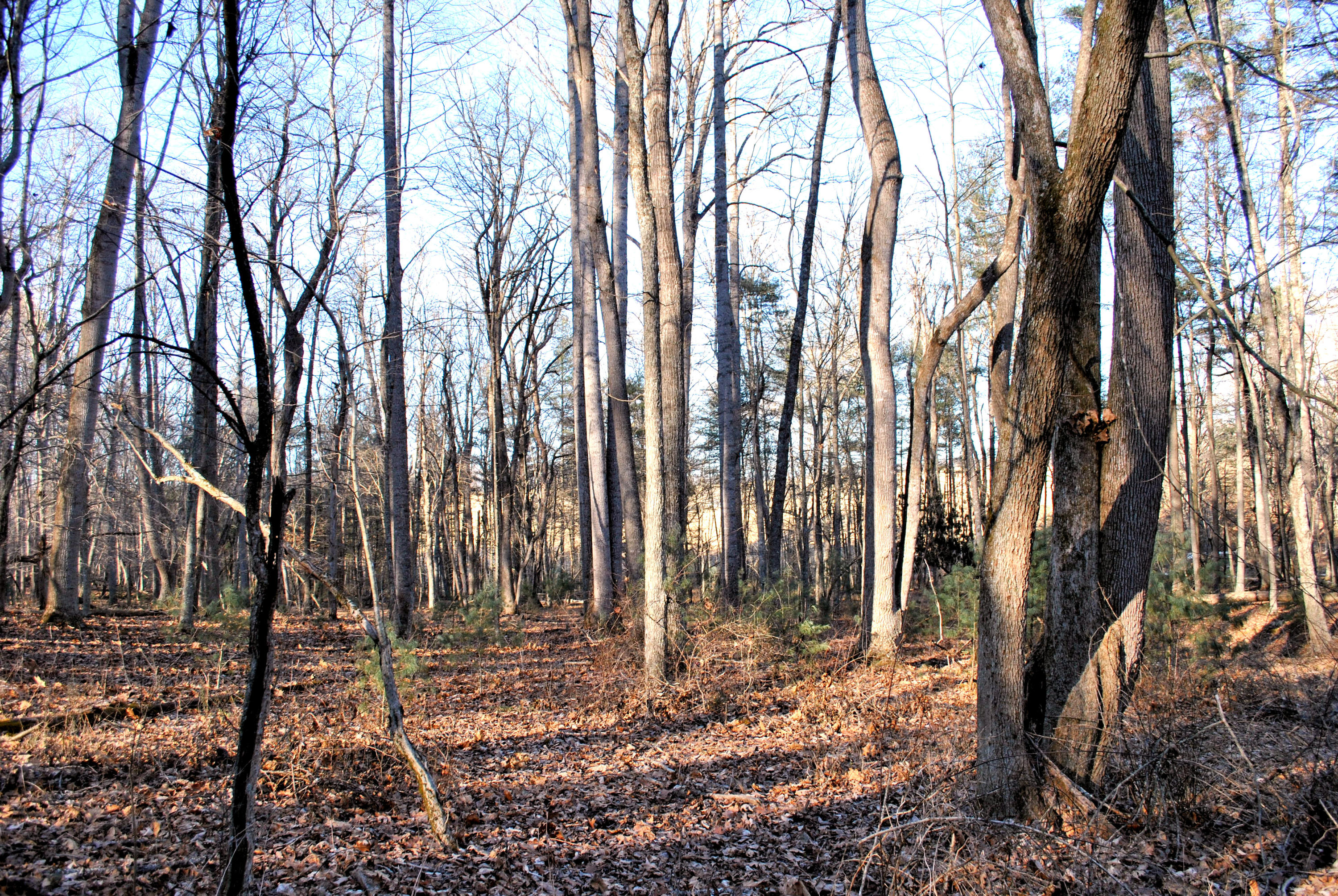 0 Hunters Ridge Road Dugspur, VA 24325 - Photo 43 of 68 DSC_0677