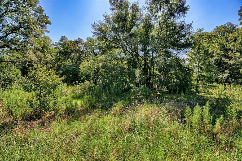 Northeast 82nd Place Bronson, FL 32621 - Photo 9 of 10