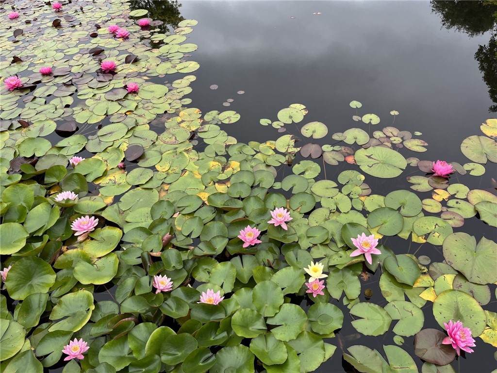 735 Howell Road Conquest, NY 13140 - Photo 14 of 49 Late summer showing off its beautiful water lilies
