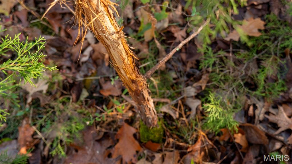 0 Oak Forest Road Bland, MO 65014 - Photo 13 of 25