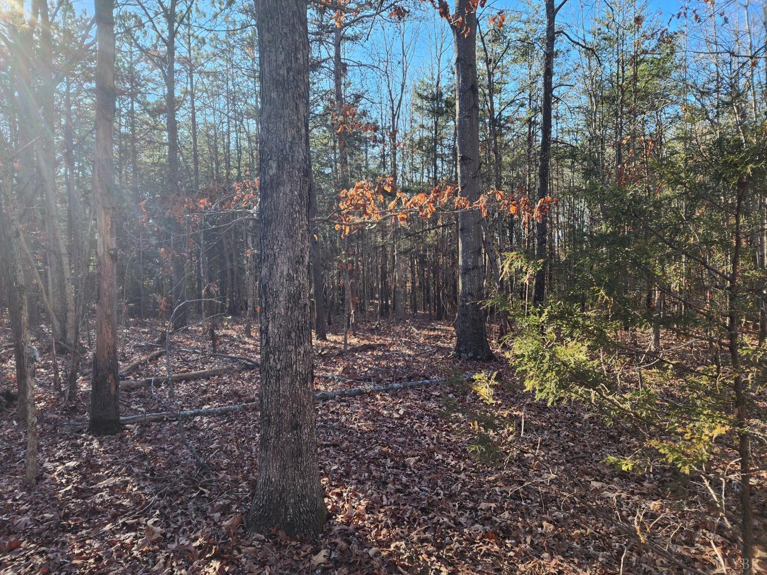 0 Greenhouse Road Rustburg, VA 24588 - Photo 2 of 2 a view of a forest with trees