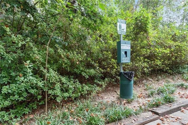 a close up of a plant in a garden