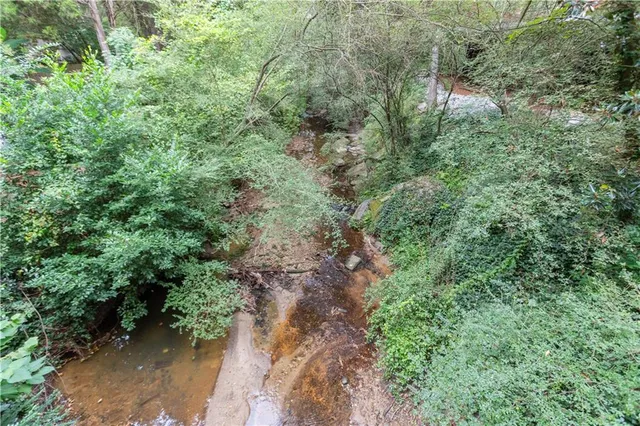 a view of a forest with a tree