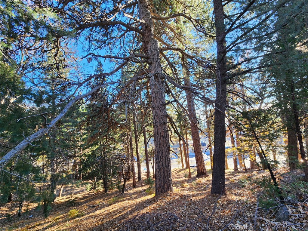 0 Lovers Lane Rimforest, CA 92378 - Photo 5 of 17 a view of tree in the forest