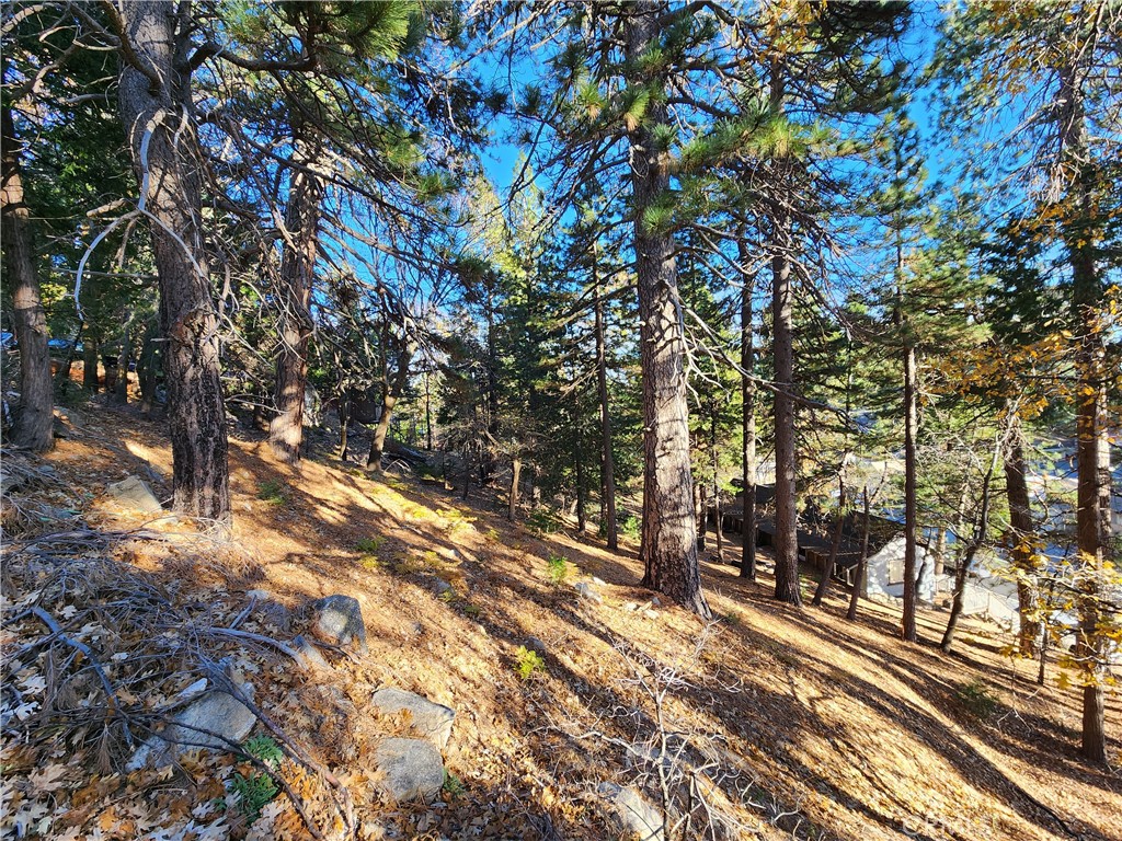 0 Lovers Lane Rimforest, CA 92378 - Photo 6 of 17 a view of a yard with plants and trees