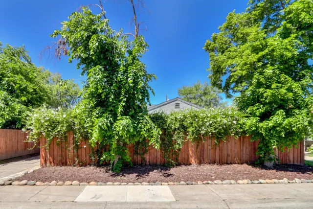 a view of a backyard with large trees and plants