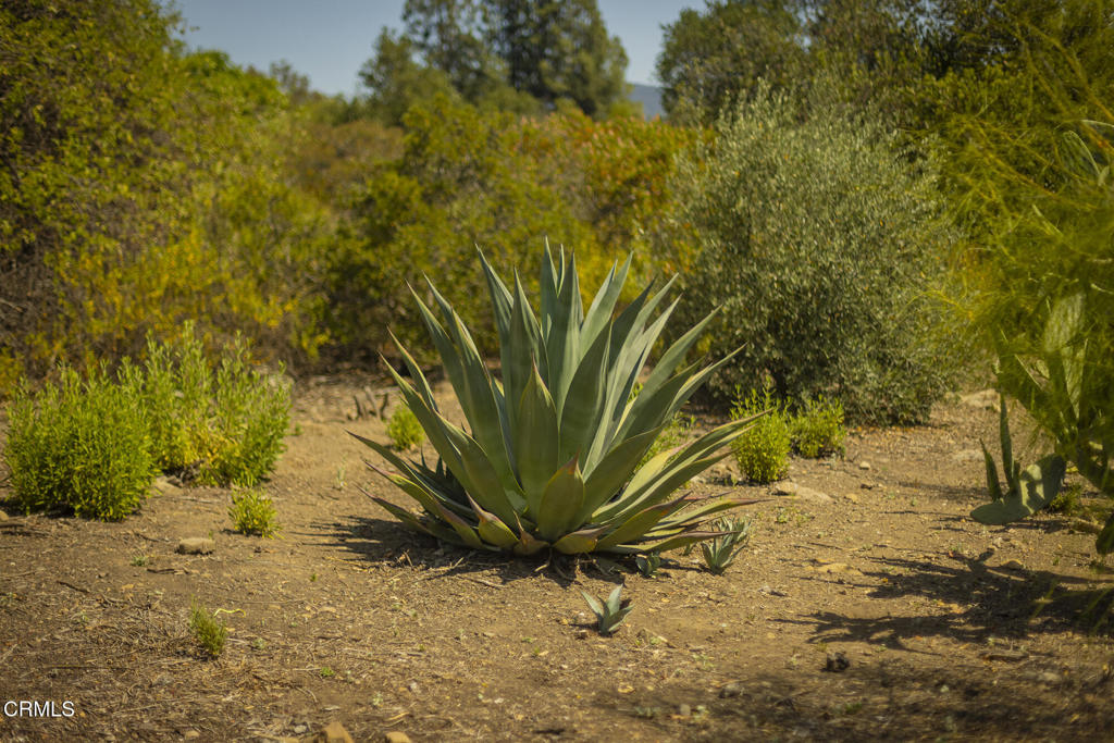 1 Hendrickson Road Ojai, CA 93023 - Photo 5 of 13 a view of a plants in a backyard