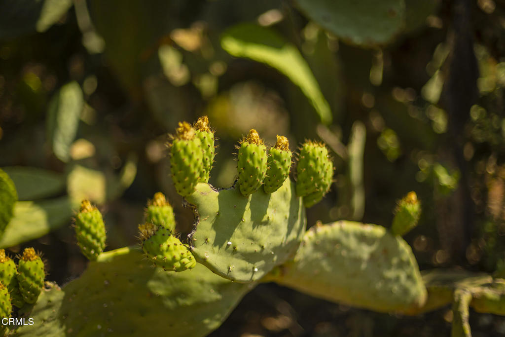 1 Hendrickson Road Ojai, CA 93023 - Photo 6 of 13 a view of a flower