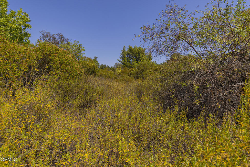 1 Hendrickson Road Ojai, CA 93023 - Photo 7 of 13 a view of a yard