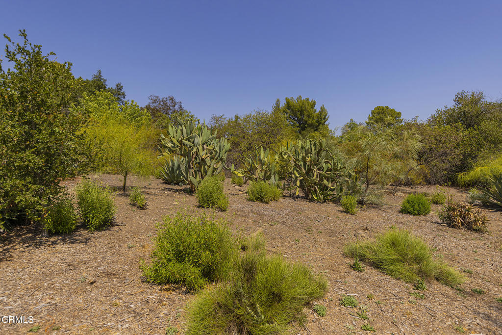 1 Hendrickson Road Ojai, CA 93023 - Photo 9 of 13 a view of a yard with a tree