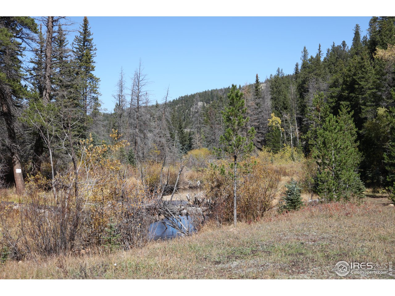 Pingree Park Road Bellvue, CO 80512 - Photo 1 of 7 a view of a dry yard with trees in the background