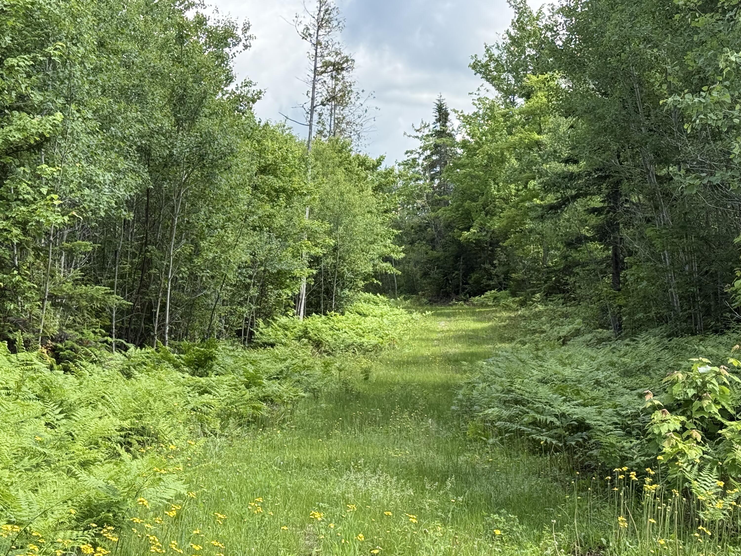 313 Wilcox Road Orient, ME 04471 - Photo 7 of 37 IMG_0128