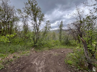 144 West Bear Tooth Ridge Coalville, UT 84017 - Photo 10 of 19 Wooded lot featuring mature trees and natural vegetation