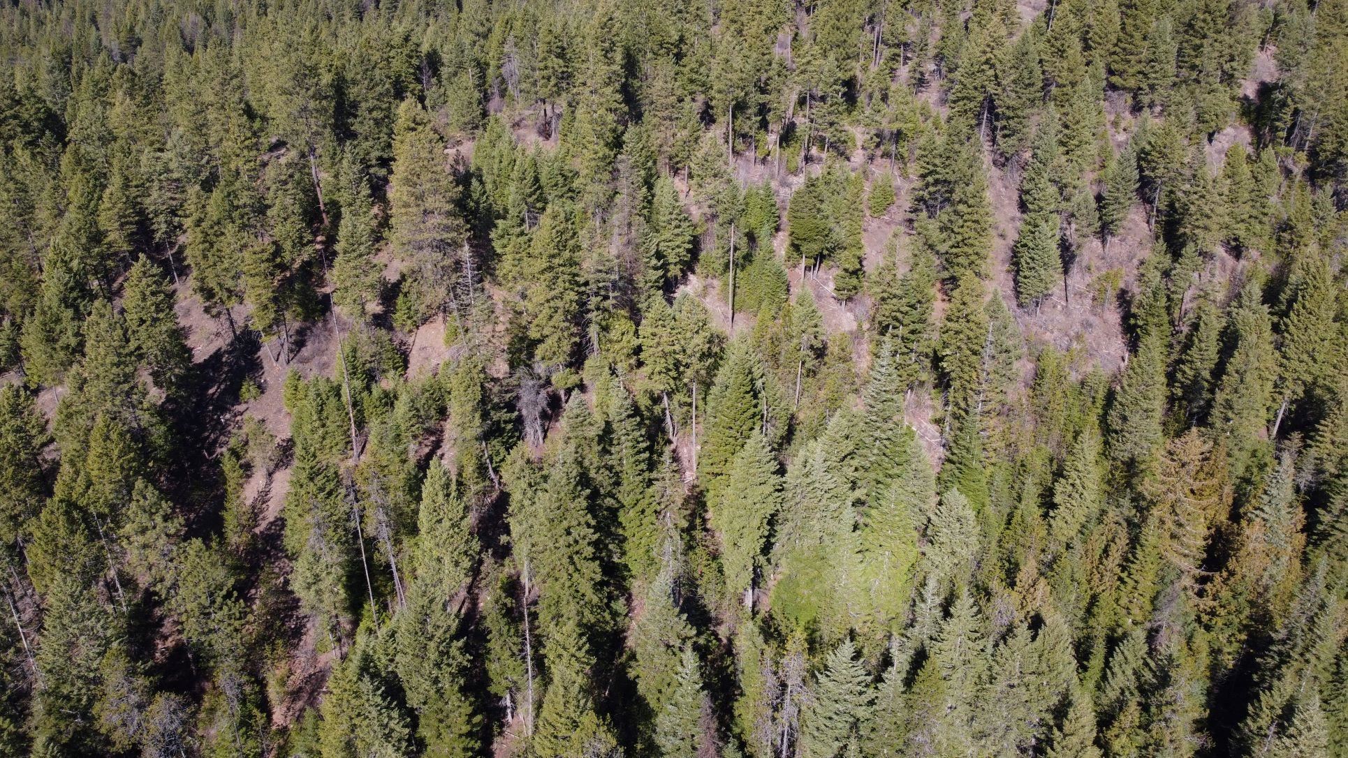 5030 Rose Hill Road Springdale, WA 99173 - Photo 4 of 7