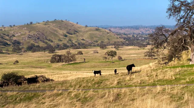 a view of a big house with a big yard and large tree