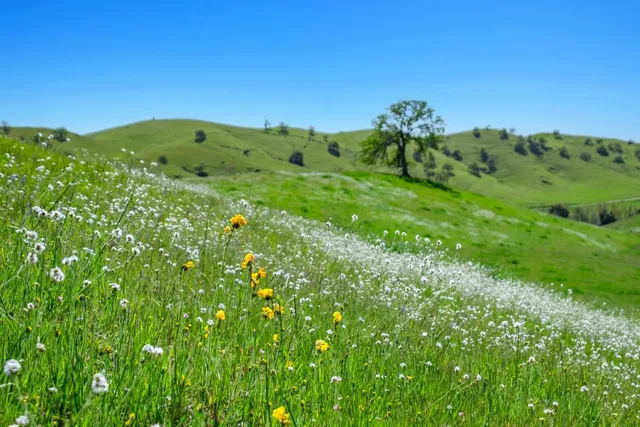 $4,750,000 | 19623 Road 211, Friant, CA 93626