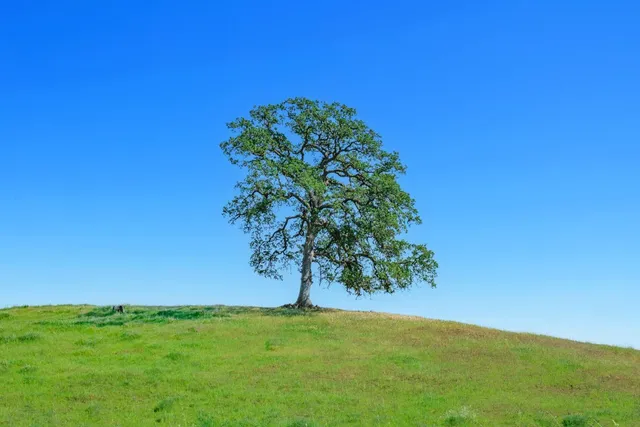 $4,750,000 | 19623 Road 211, Friant, CA 93626