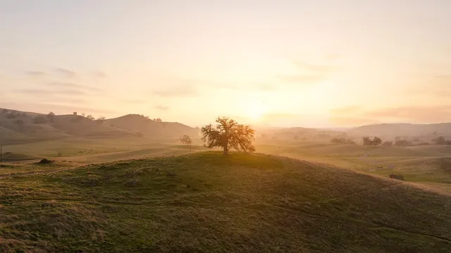 a bedroom with a bed and a potted plant