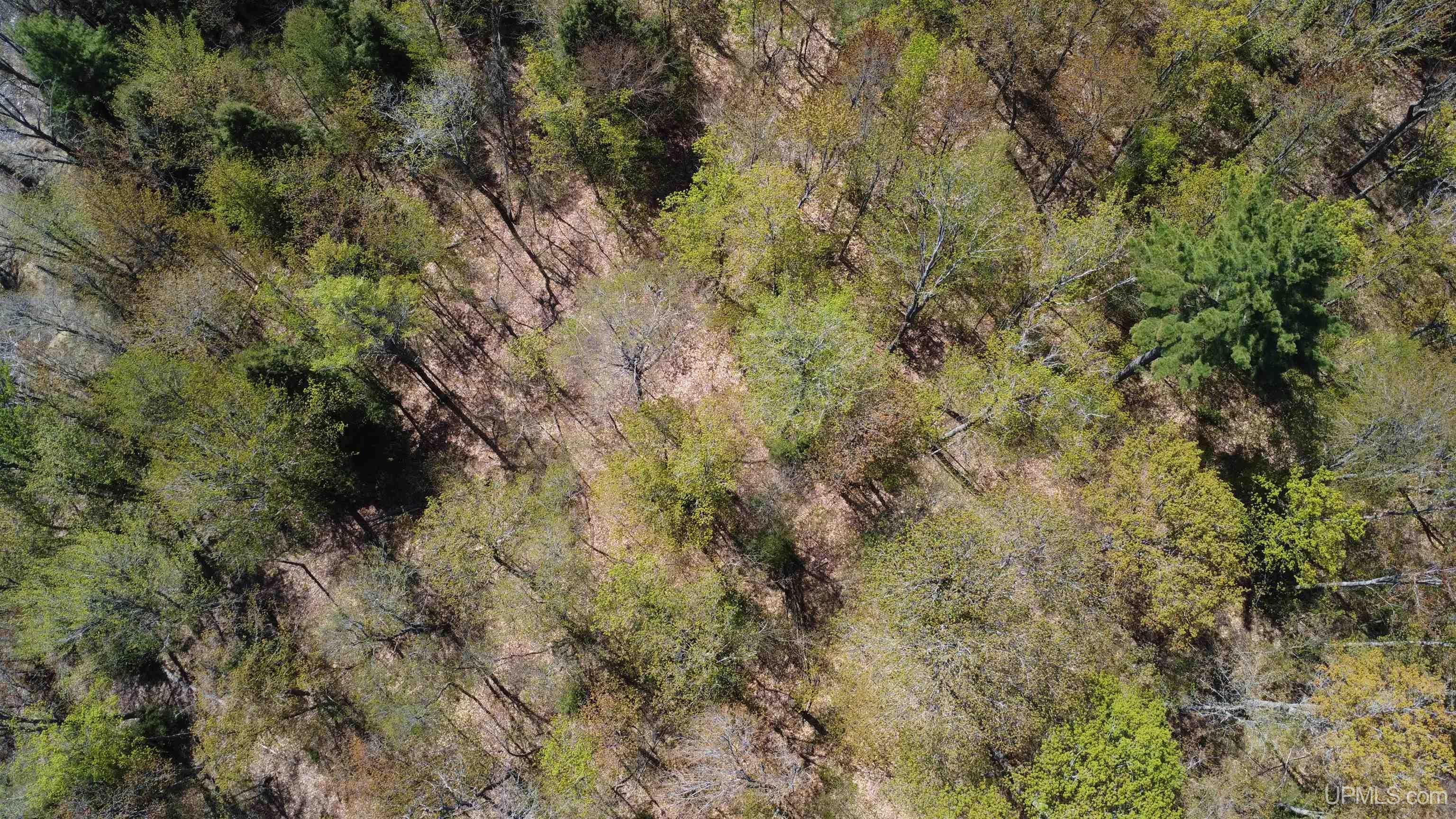 Off Adams Trail Shingleton, MI 49884 - Photo 23 of 46