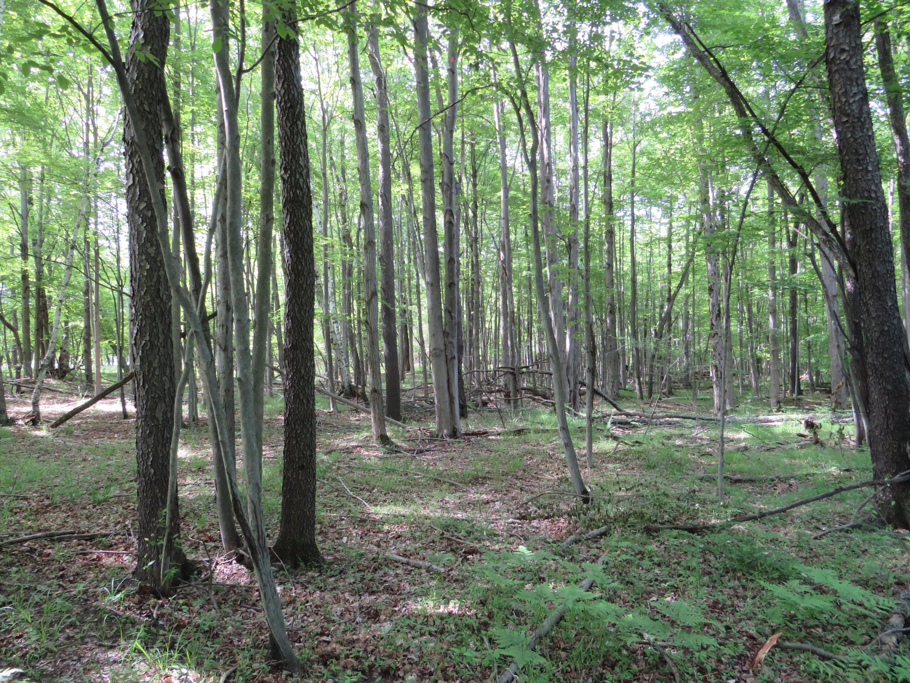 Vl South Elkton Road Owendale, MI 48754 - Photo 2 of 39 IMG_6422