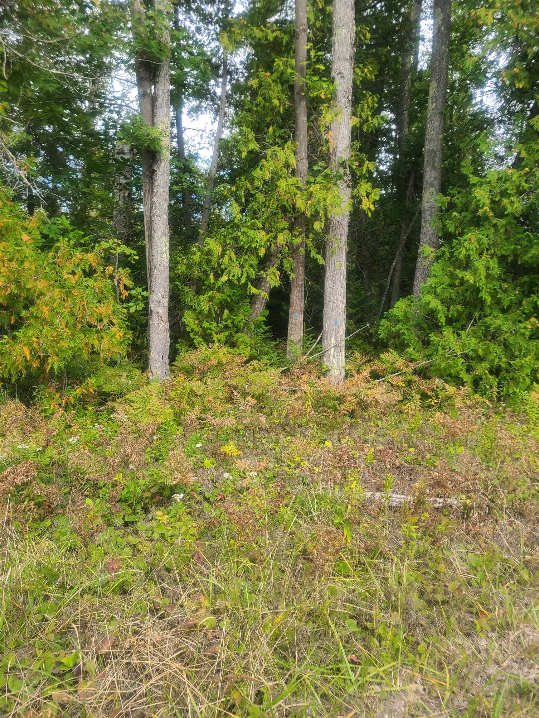 0 West Martel Road Greenbush, MI 48738 - Photo 3 of 12 Gallery Image 3