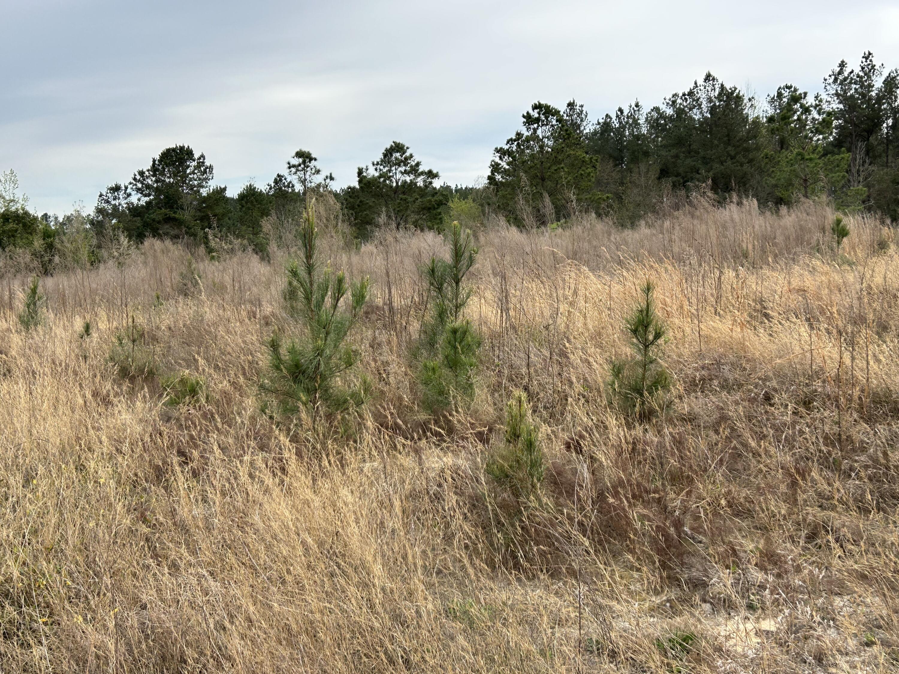 0 River Ridge Road Aiken, SC 29803 - Photo 3 of 3
