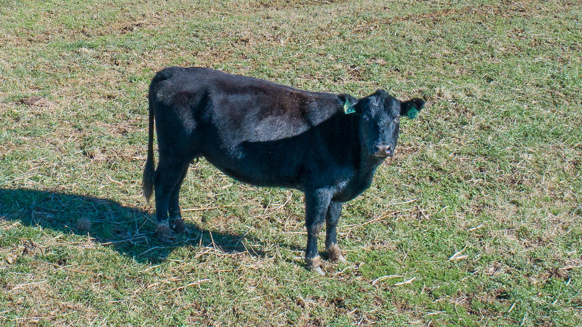 2422 Poor Farm Road Fincastle, VA 24090 - Photo 61 of 61 Horses permitted