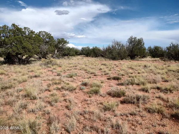 a view of a dry yard with trees