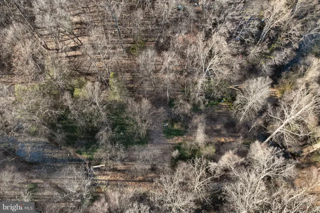 a view of a dry yard with large trees
