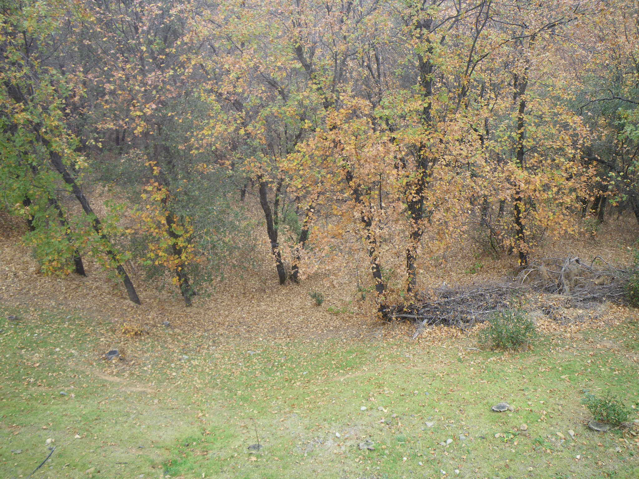 8815 Valley View Road Redding, CA 96001 - Photo 16 of 25 a view of a dry yard with trees