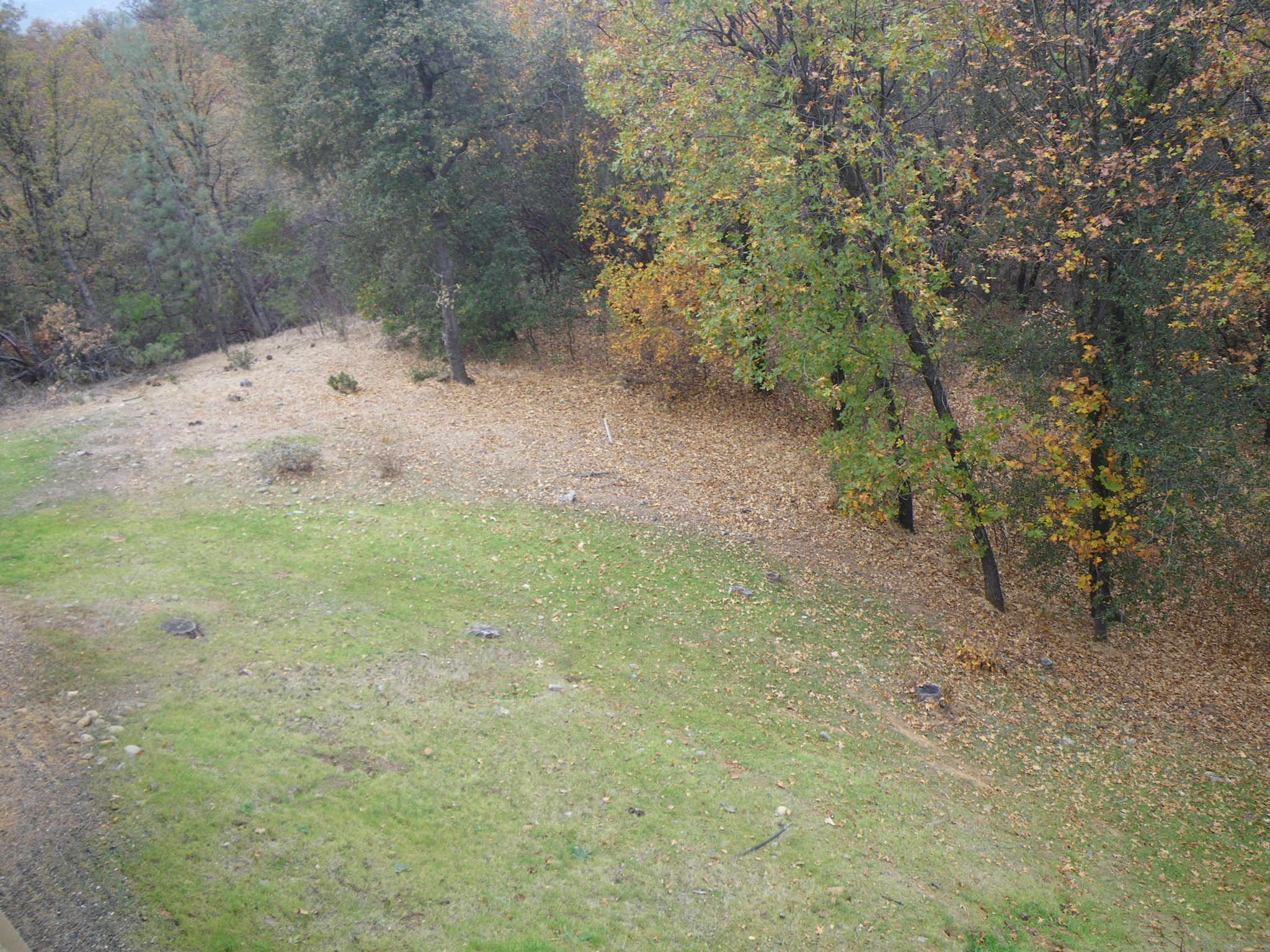 8815 Valley View Road Redding, CA 96001 - Photo 17 of 25 a view of a yard with a tree