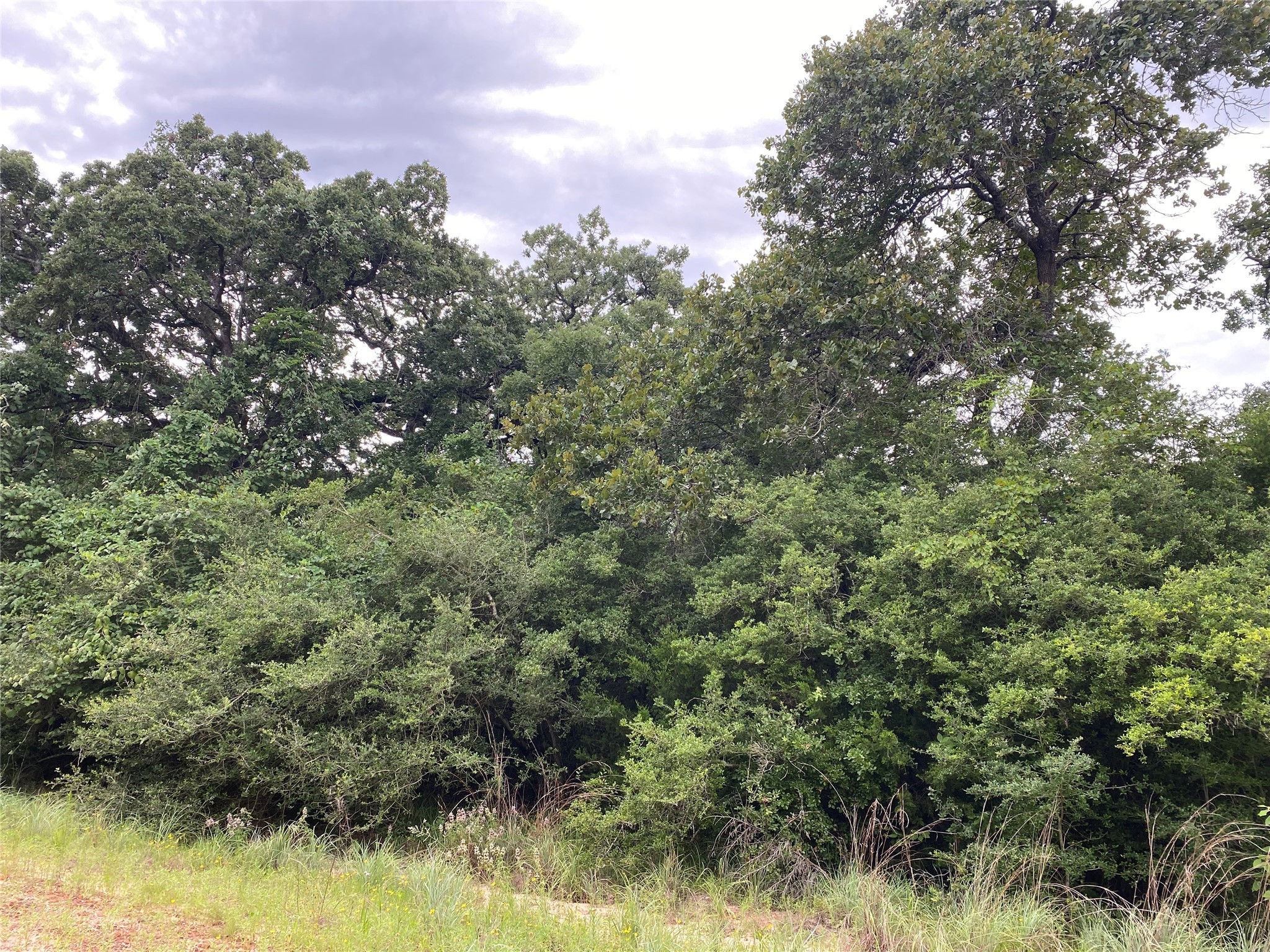 0 Mockingbird Normangee, TX 77871 - Photo 4 of 9 a view of a yard with a tree