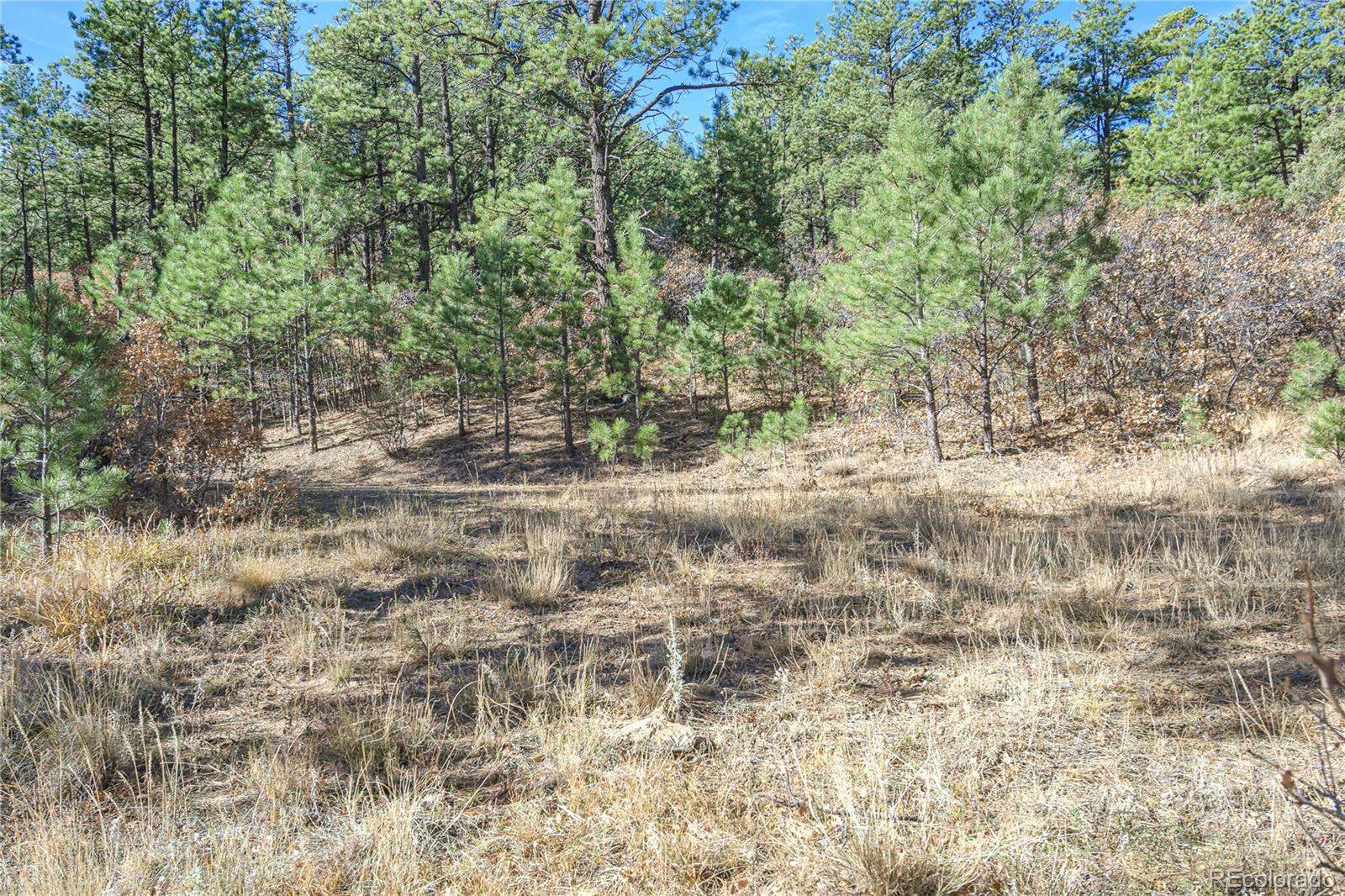 14341 Northridge Road Weston, CO 81091 - Photo 13 of 49 a view of a yard with a tree